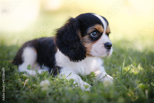 Foto Cavalier King Charles Spaniel puppy