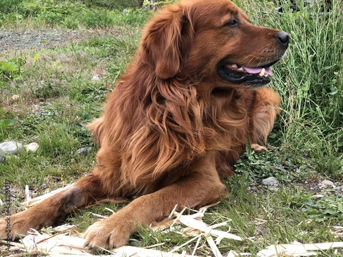 Obraz na płótnie golden retriever dog