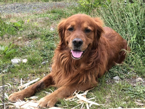 Obraz na płótnie golden retriever dog