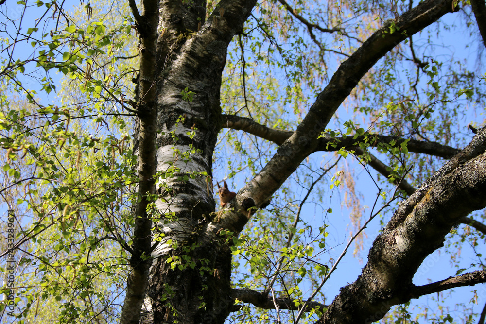 Obraz premium squirrel
