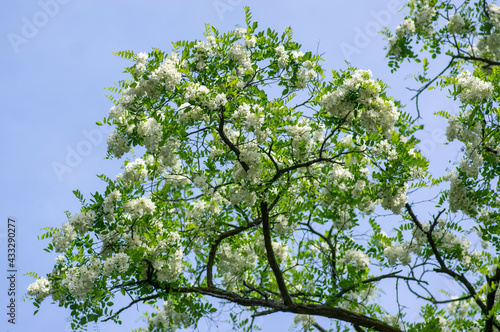 Robinia pseudoacacia ornamental tree in bloom, bright white flowering bunch of flowers, green leaves