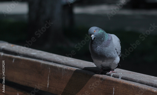 portrait of a dove sitting on the edge of a bench on a blurred nature background 