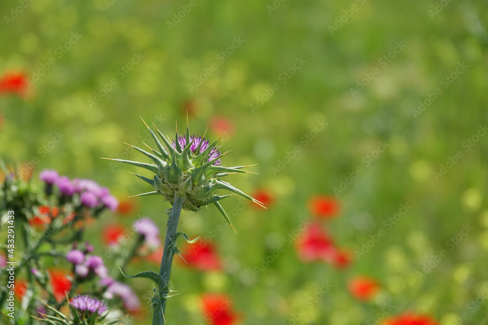 Detail of a purple thistle flower on a background of wild flowers Detail of a purple thistle flower on a background of wild flowers