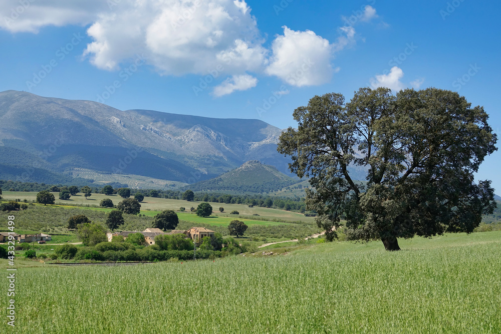 Large centenary holm oak in a meadow with the mountains in the background one sunny spring morning in Andalucia (Spain)