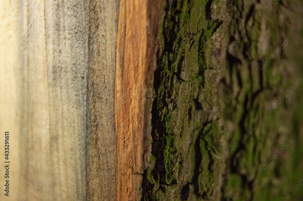 Obraz premium Wood background texture in section with bark and core