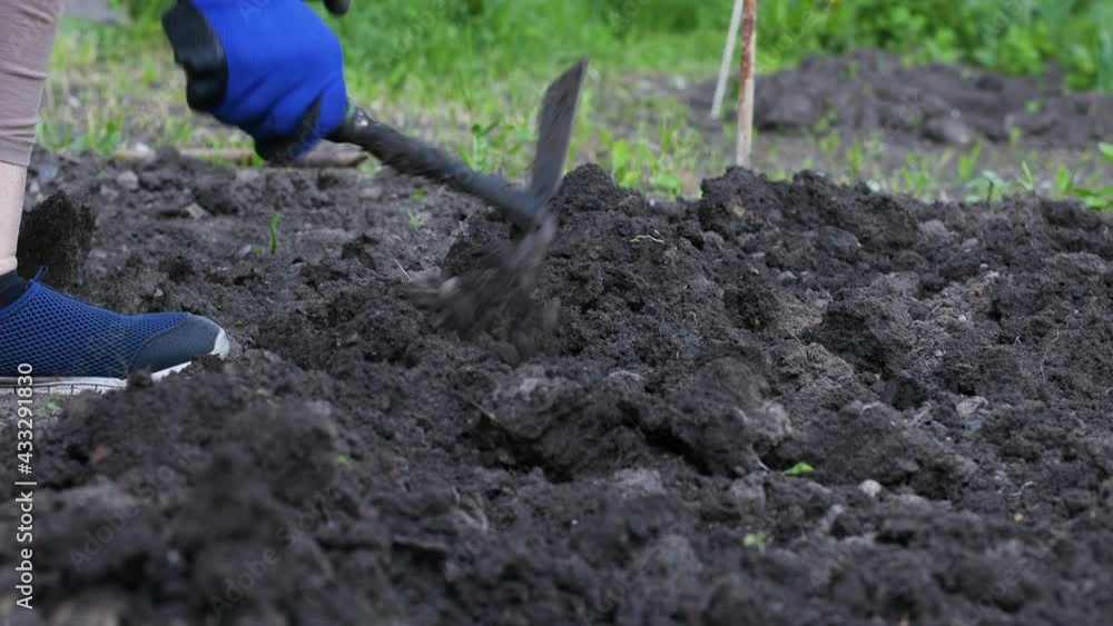 Close up of digging spring soil with shovel preparing it for new sowing season.Organic farming and spring gardening concept Close up of digging spring soil with shovel preparing it for new sowing season.Organic farming and spring gardening concept