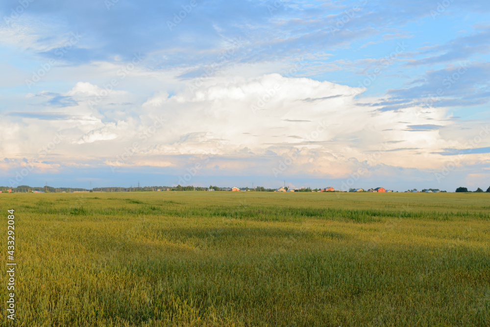 Summer evening landscape with a green wheat field and a rural settlement on the horizon