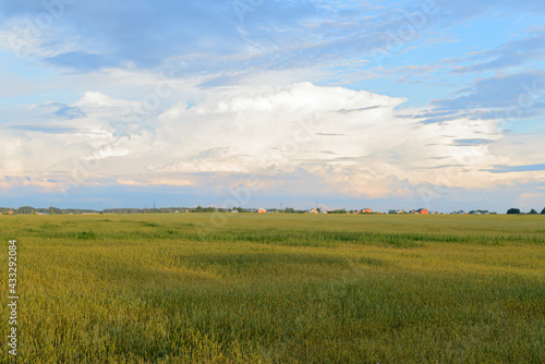 Summer evening landscape with a green wheat field and a rural settlement on the horizon