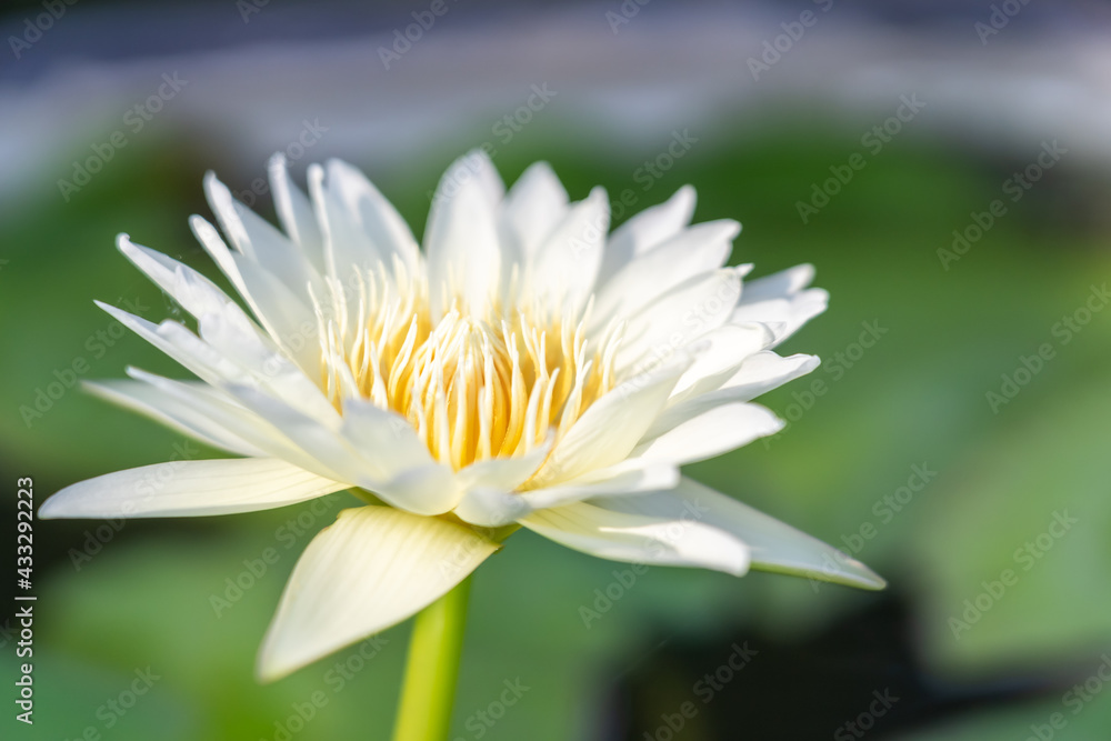 White lotus with yellow pollen on surface of pond White lotus with yellow pollen on surface of pond