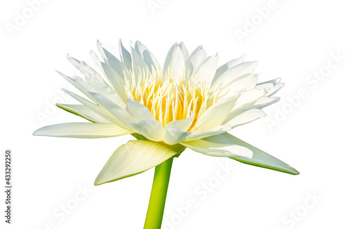 White lotus with yellow pollen on surface isolated on white background.