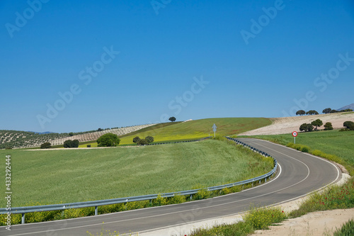 Lonely road between cultivated green hills on a sunny morning in Andalucia (Spain)