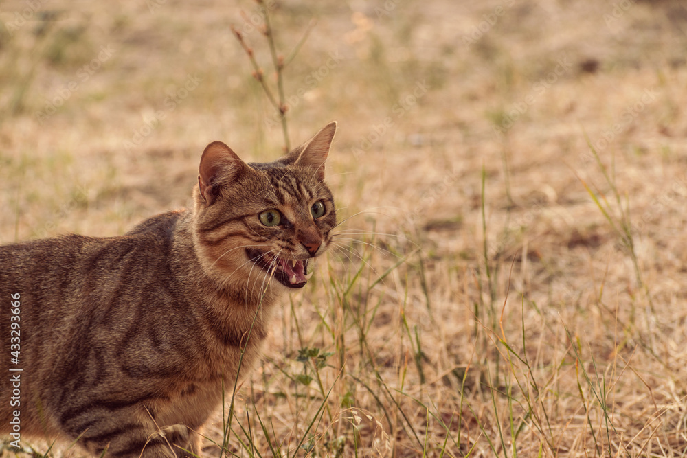 Portrait of a wild cat Portrait of a wild cat
