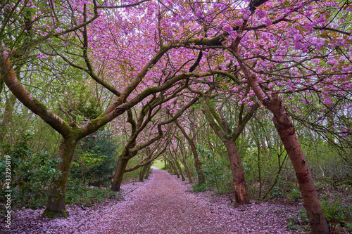 Cherry blosson trees
