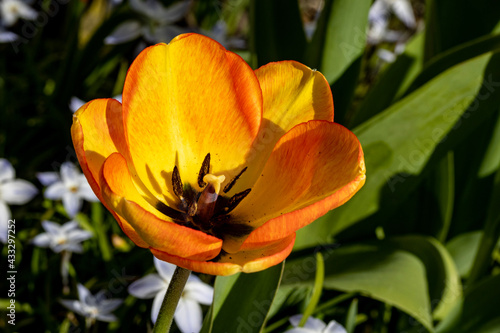yellow tulip flower