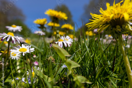 dandelions in the grass