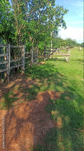 Fazenda Mulatinho, Maranhão- Brasil photo