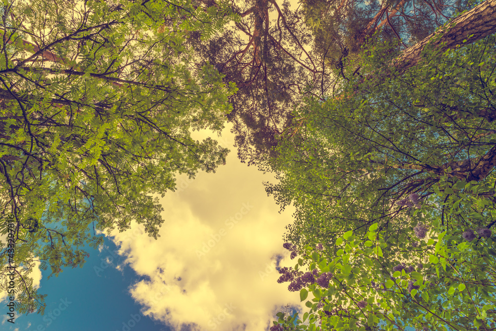 Fototapeta premium Variety crowns of the trees in the summer forest against the cloudy sky. Bottom view of the trees