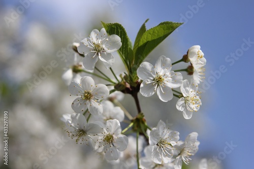 cherry branch with flowers on a sunny day