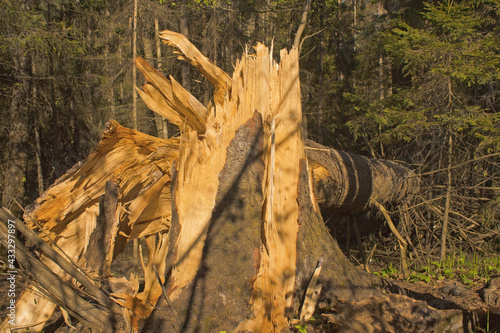 Old spruce broken by a strong wind