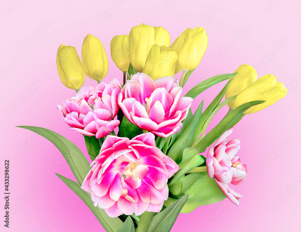 Elegant bouquet of spring yellow and pink-white tulip flowers on pastel pink background Elegant bouquet of spring yellow and pink-white tulip flowers on pastel pink background