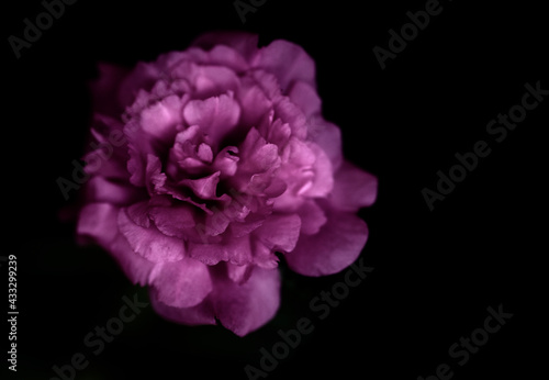 close up image of a pink flower with a black background.