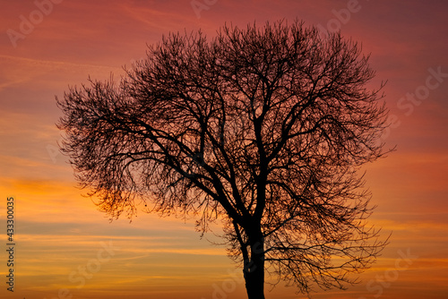 Cudowne drzewo z wspaniałymi kolorami zachodzącego słońca. © Szczepan Buśko