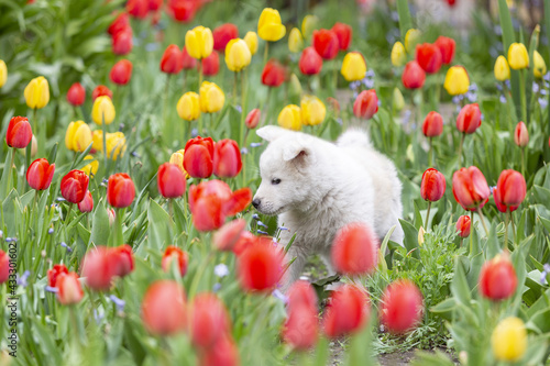 Kleines Hündchen raset durch den garten und wühlt den Blumengarten auf photo