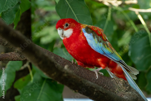 A bright red and yellow eastern rosella (Platycercus eximius) parrot or parakeet is a rosella perched on a branch