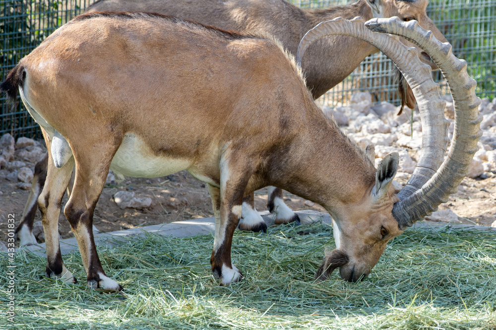 A male Nubian Ibex eating grass (capra nubiana) at the Al Ain Zoo.. A male Nubian Ibex eating grass (capra nubiana) at the Al Ain Zoo..