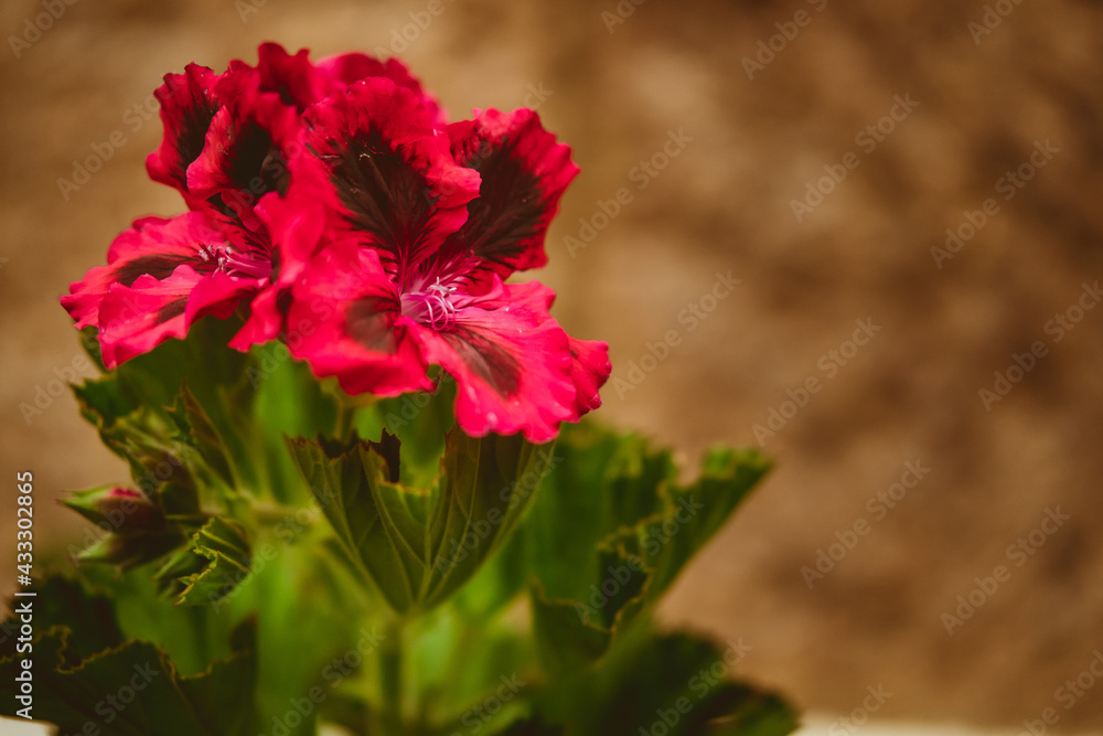 Purple flowers with black spots with a blurred background Purple flowers with black spots with a blurred background