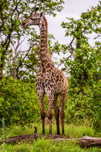 The South African giraffe in the Kruger NP in South Africa. 