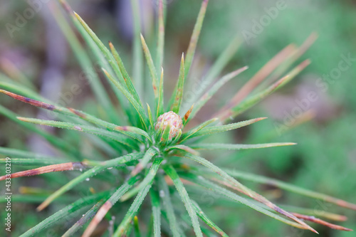 Young sprout of a pine tree. Close-up photo with shallow depth of field.
