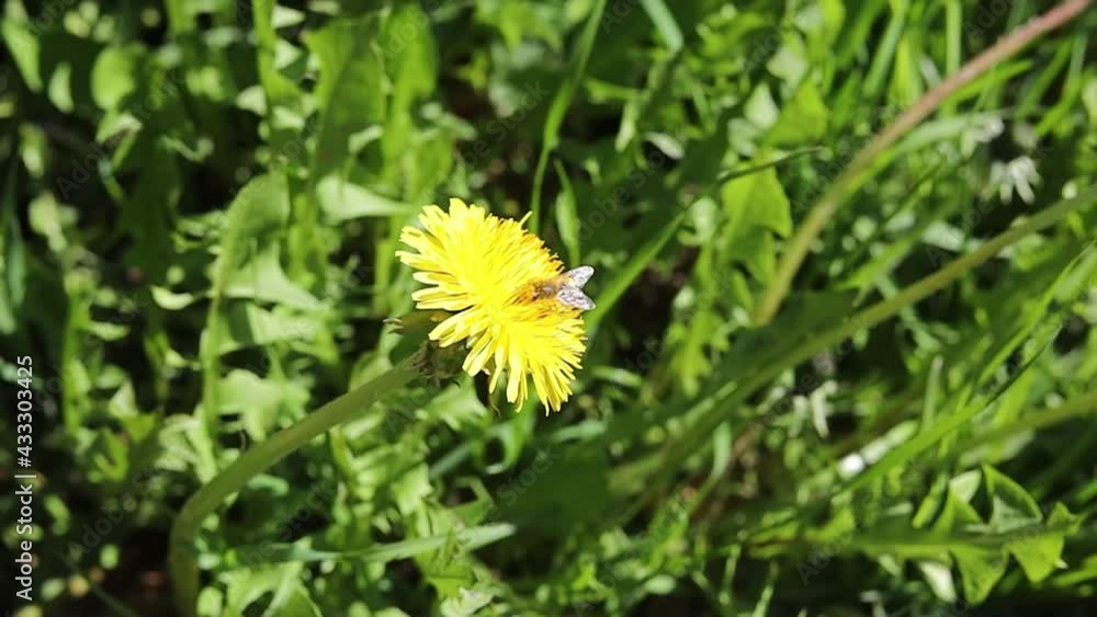 Slow motion of the bee. A honey bee flying around a yellow flower. Blurred background of green grass. A bee takes nectar on a dandelion flower. Slow motion of the bee. A honey bee flying around a yellow flower. Blurred background of green grass. A bee takes nectar on a dandelion flower.