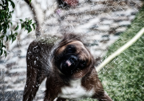 Foto Nala