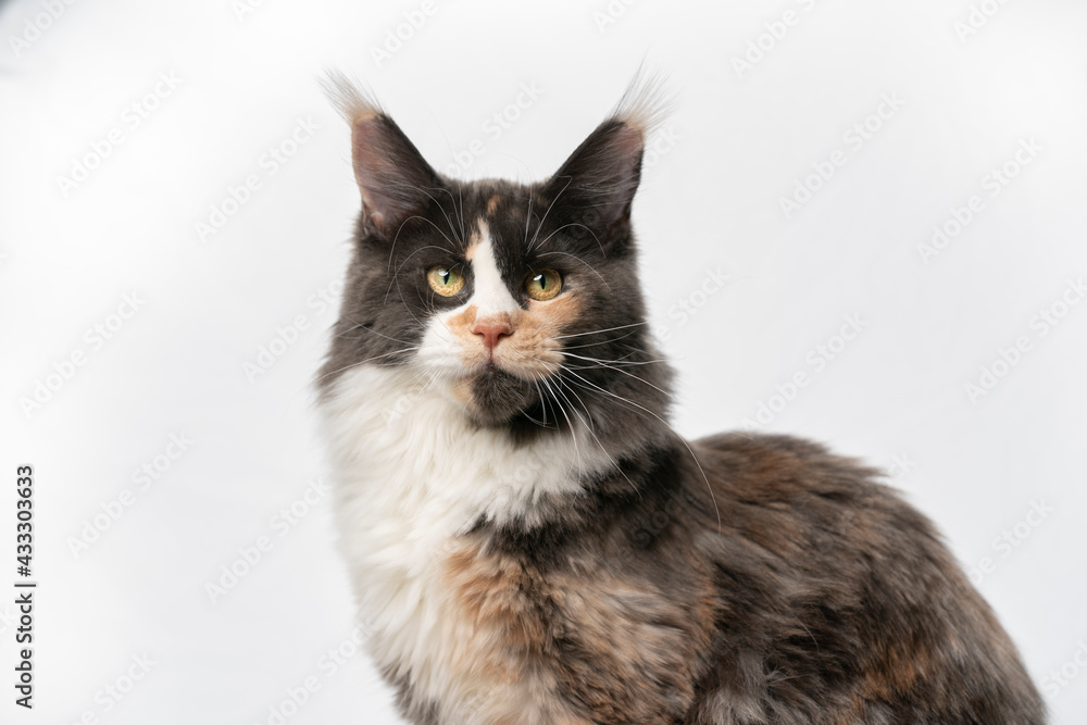 studio portrait of a beautiful tricolor white calico maine coon cat isolated on white background with copy space