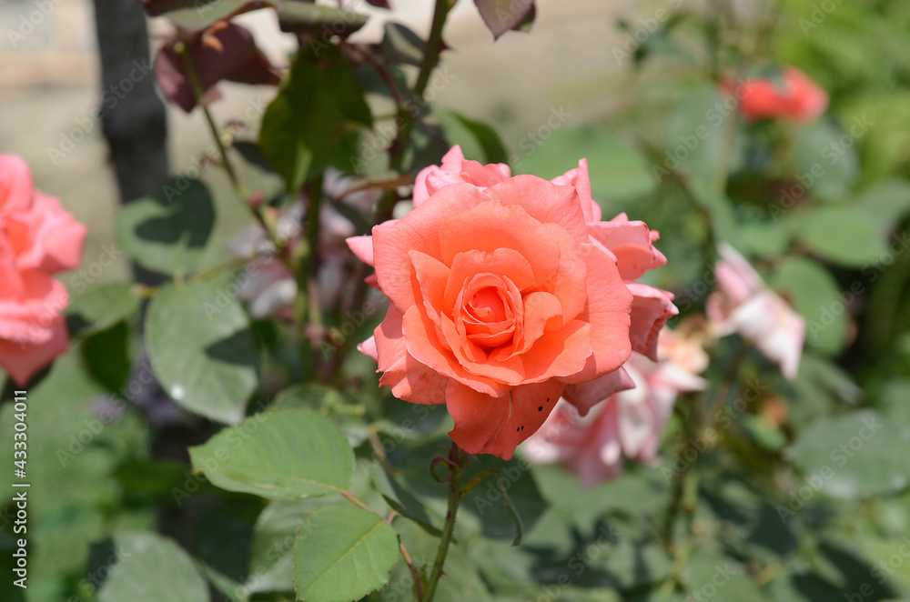 Red, pink with orange rose, one blossom. Rose petal in close-up. Colored rose in the fairy garden. Love and romance in the home. ed rose flower growing in a garden . Beautiful flower - one rose. Red, pink with orange rose, one blossom. Rose petal in close-up. Colored rose in the fairy garden. Love and romance in the home. ed rose flower growing in a garden . Beautiful flower - one rose.