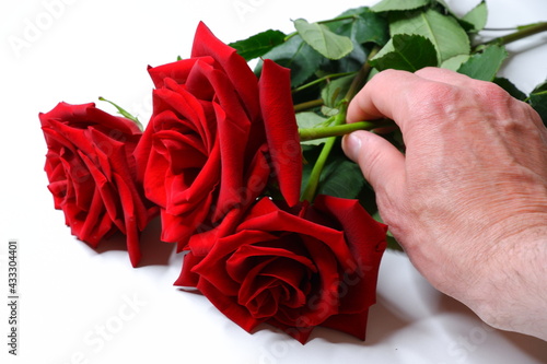 Red rose on the table