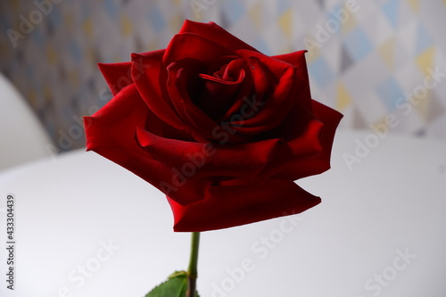 Red rose on the table
