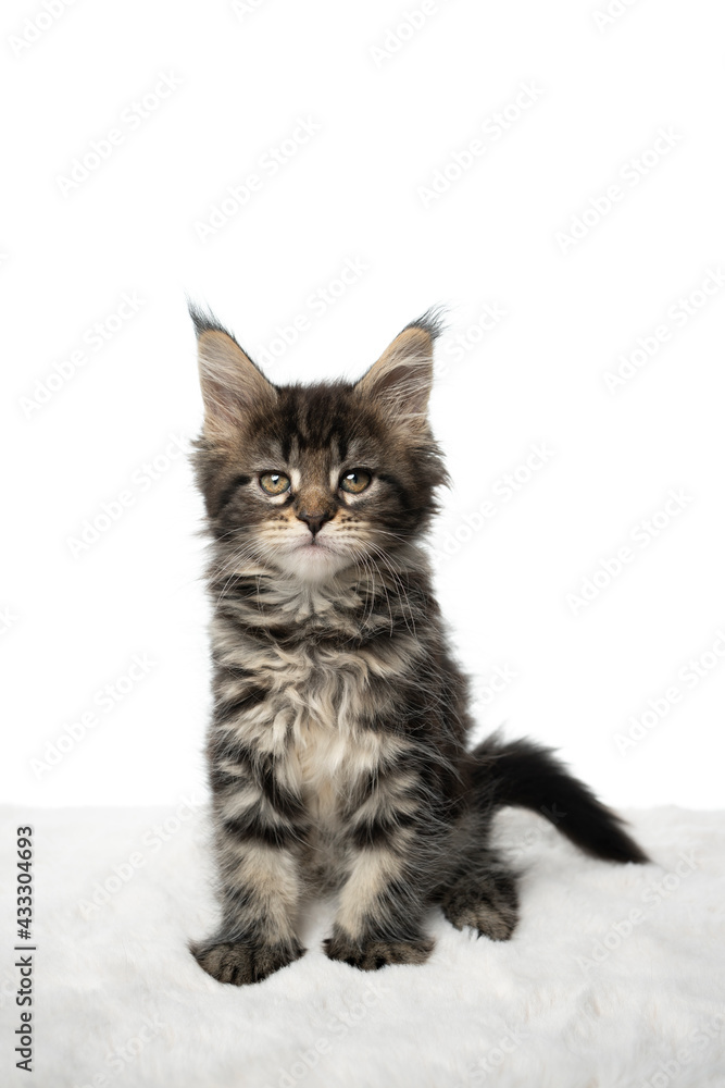 studio portrait of a cute black tabby classic maine coon kitten sitting on white fur looking at camera