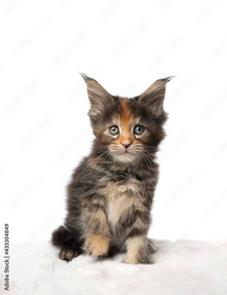 Obraz premium studio portrait of a cute calico maine coon kitten sitting looking at camera on white background