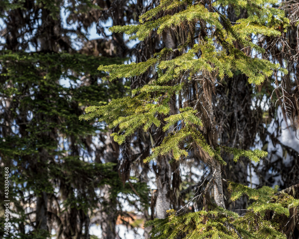 Fototapeta premium fresh spruce branches in forest nature picture
