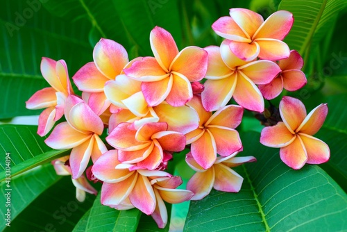 plumeria flowers and green leaves  temple tree  graveyard tree  frangipani on natural light background