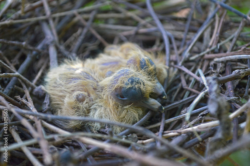 Pajaritos recién nacidos en su nido de ramitas. Pichones de paloma