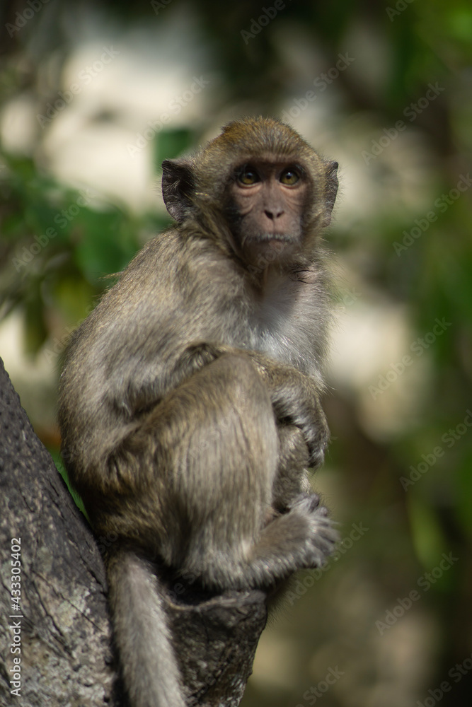 portrait of a macaque