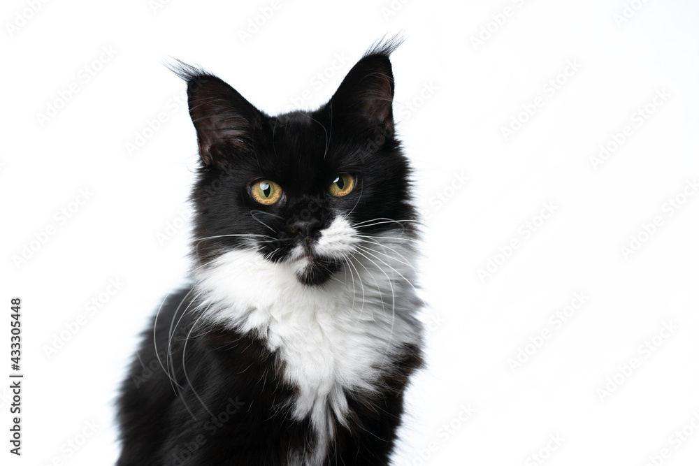 black white young maine coon cat portrait looking at camera on white background black white young maine coon cat portrait looking at camera on white background
