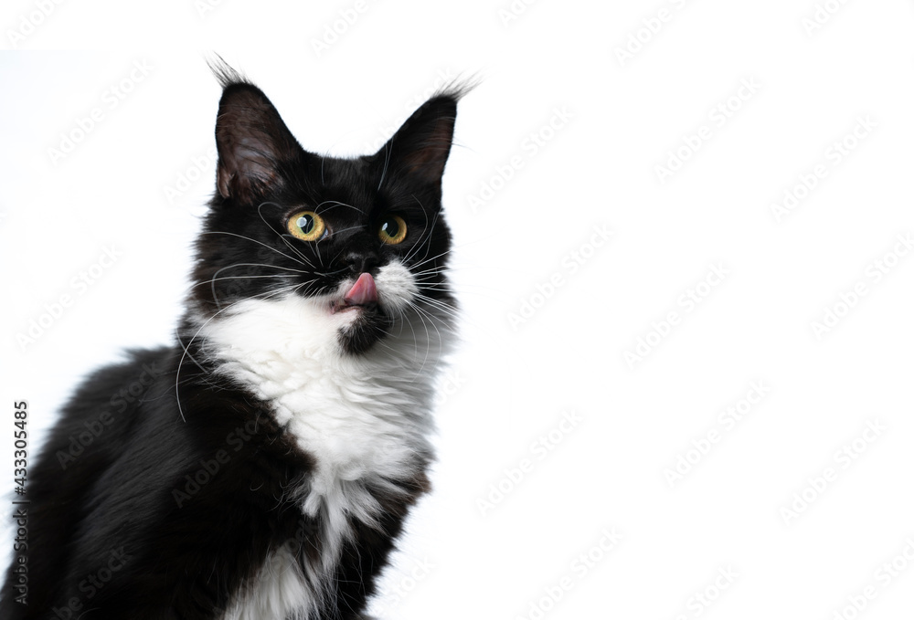 cute hungry black white maine coon cat looking at copy space licking lips on white background