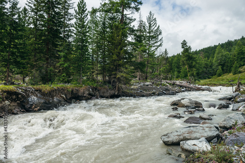 Beautiful green scenery with powerful mountain river with stones and boulders near forest on hills. Scenic mountain landscape with turbulent river and coniferous trees on mountains. Fast flow of river