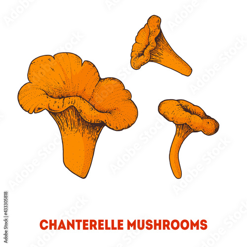 Chanterelle mushroom hand drawn. Mushroom vector illustration. Organic healthy food. Great for packaging design.