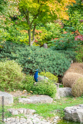 Peacock in Ornamental Gardens © Tim Easley