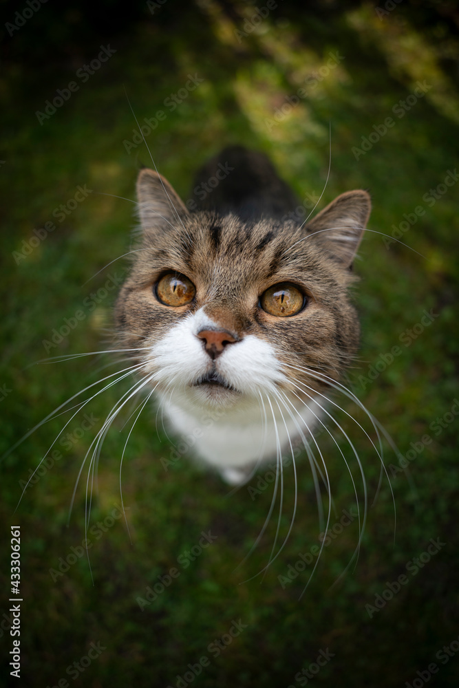 tabby white cat standing on green grass looking up curiously waiting for treats